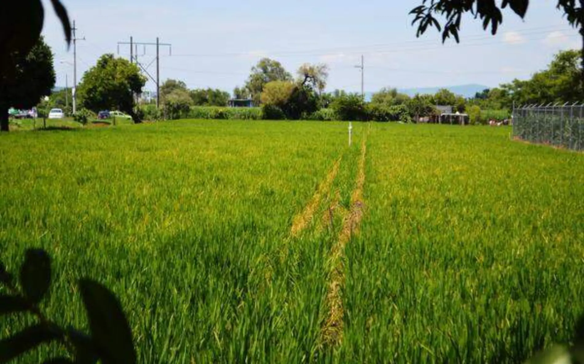 Llama Sedagro a no malbaratar la producciónGUDE SERVÍN